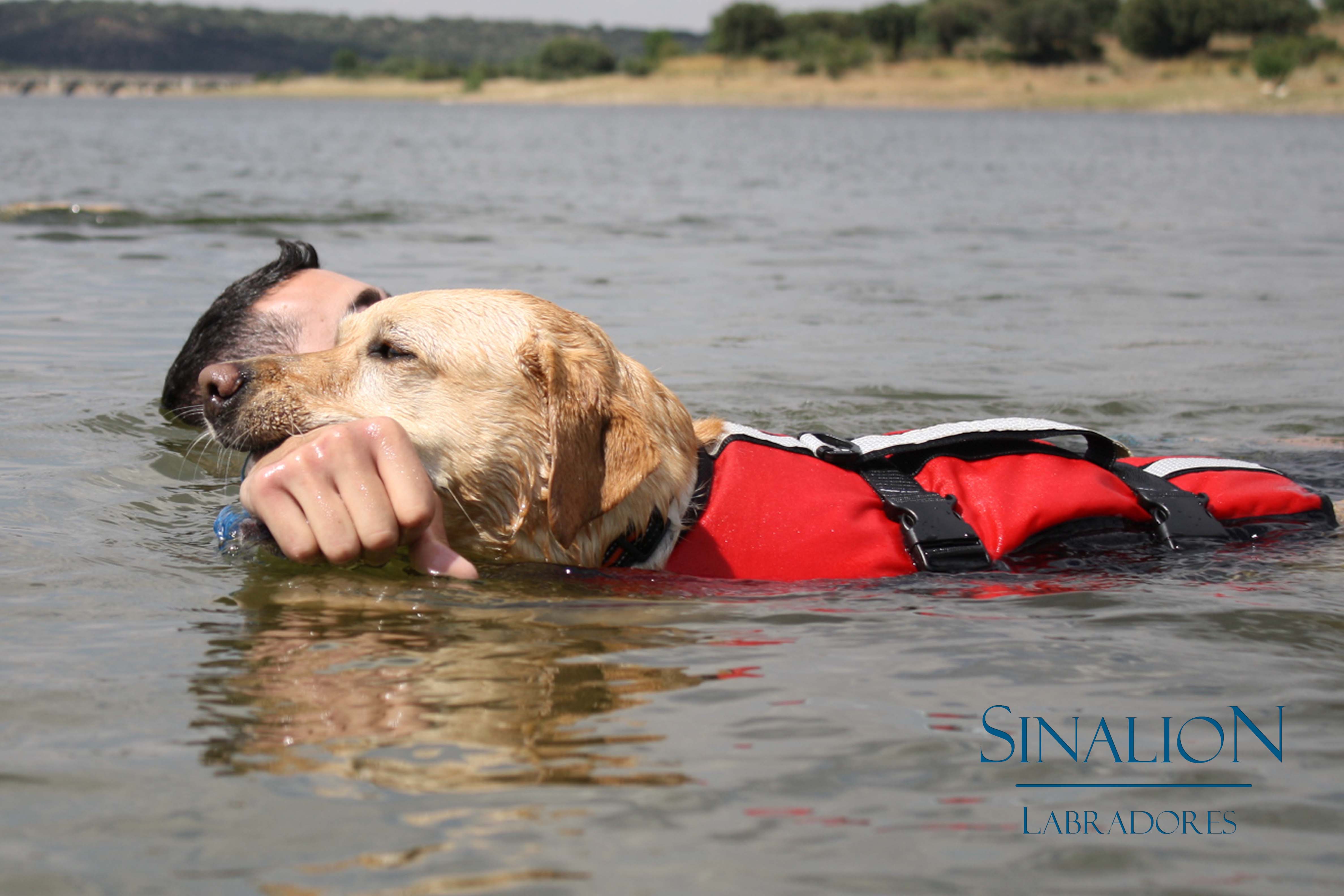 Trabajo en agua Sinalión Labradores salvamento con perros